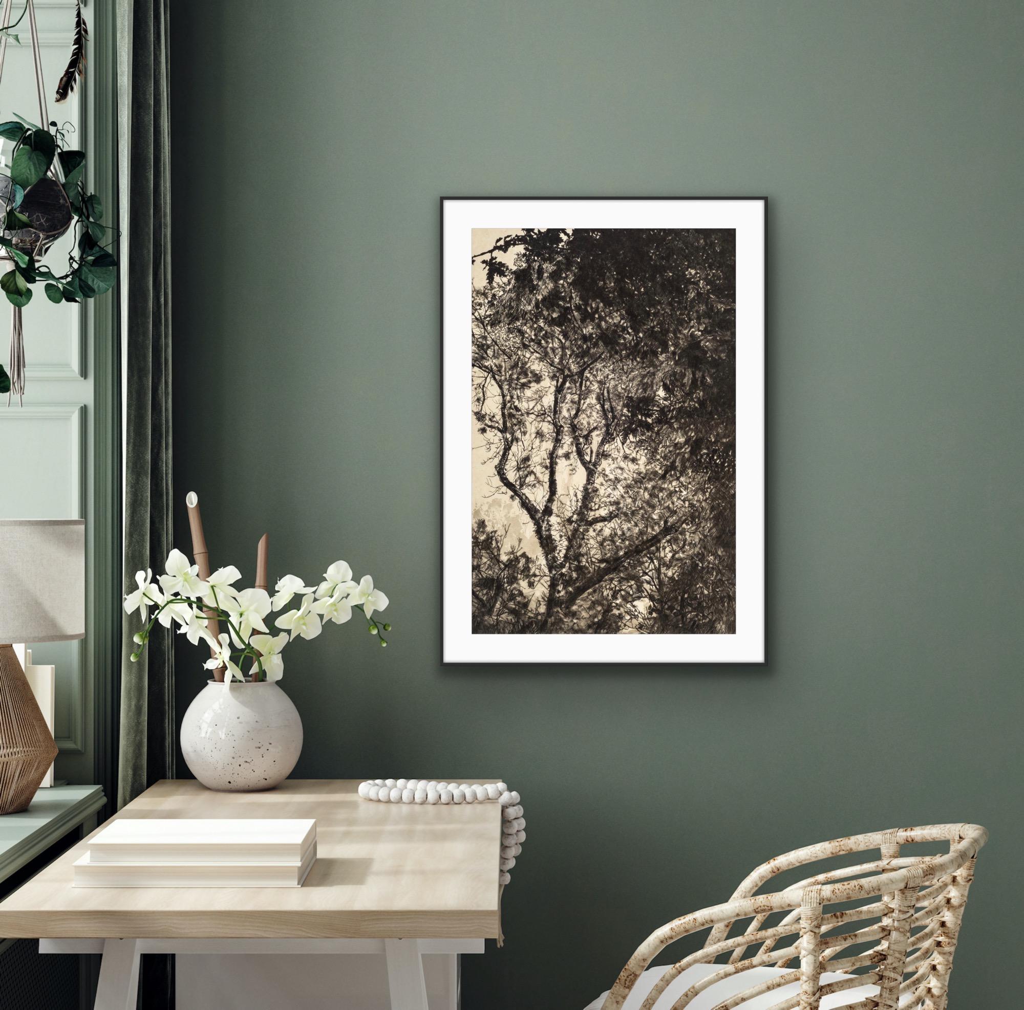 Luce d'autunno, Stampa a tiratura limitata, Paesaggio, Albero, Arte della natura in vendita 4