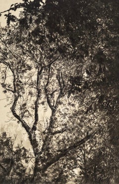 Luce d'autunno, Stampa a tiratura limitata, Paesaggio, Albero, Arte della natura