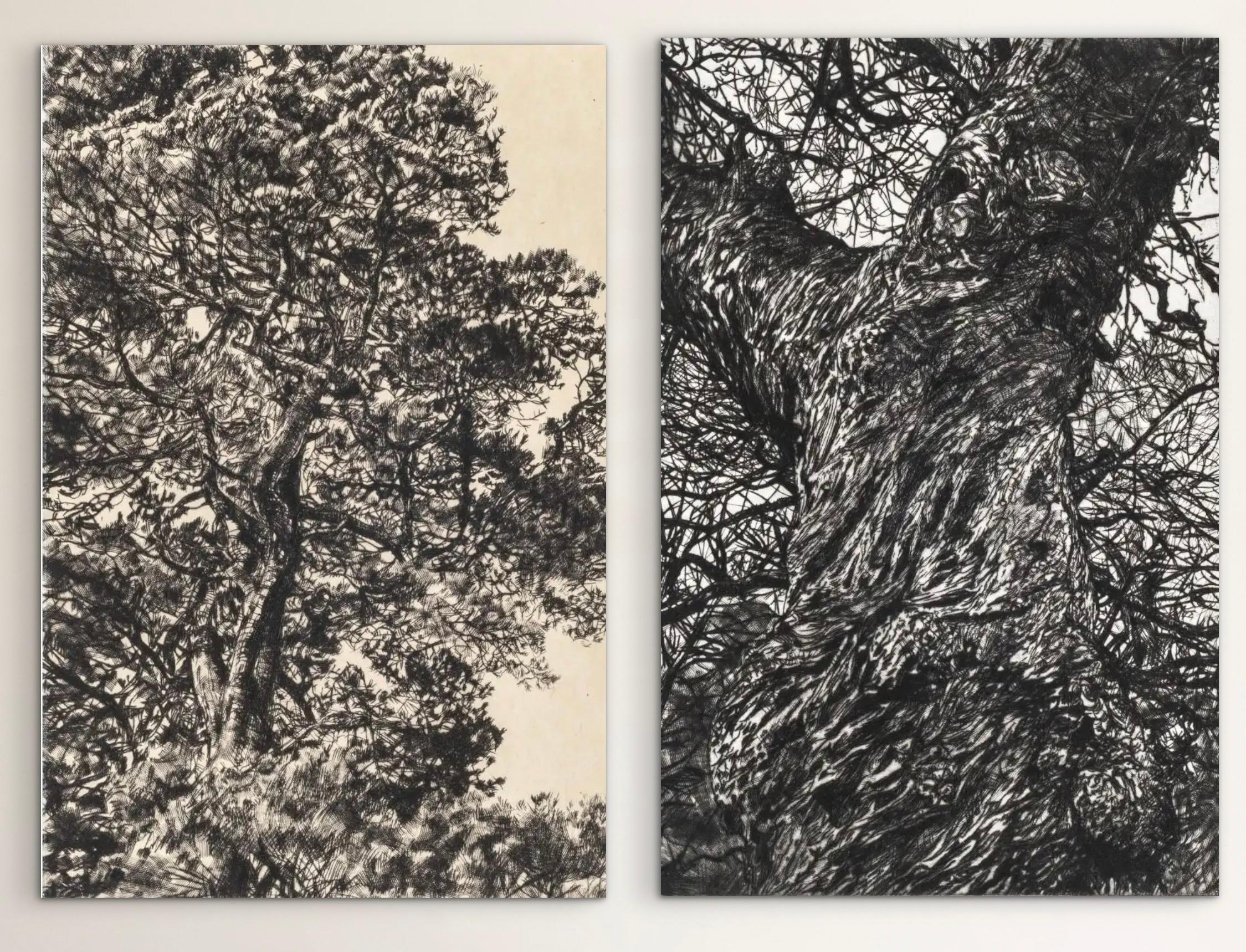 Pino de otoño y castaño de invierno