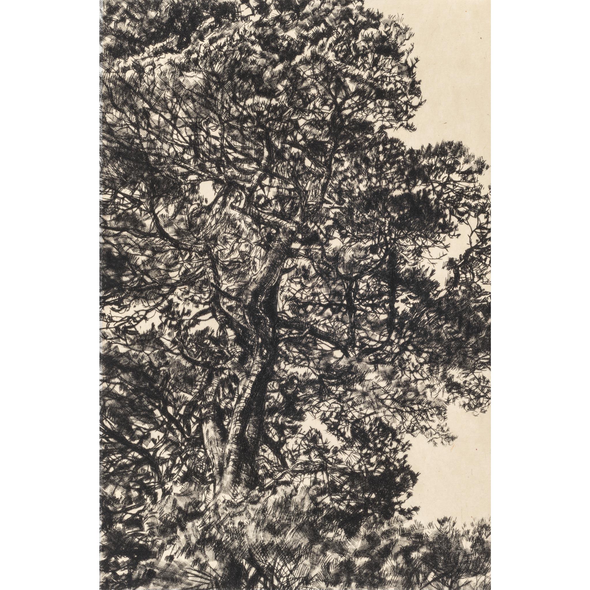 Pino otoñal, Impresión en edición limitada, Paisaje, Árbol, Arte de la naturaleza - Print Contemporáneo de Fiona Hamilton 