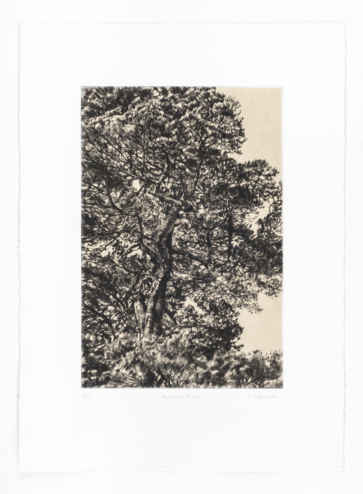Pino otoñal, Impresión en edición limitada, Paisaje, Árbol, Arte de la naturaleza en venta 2