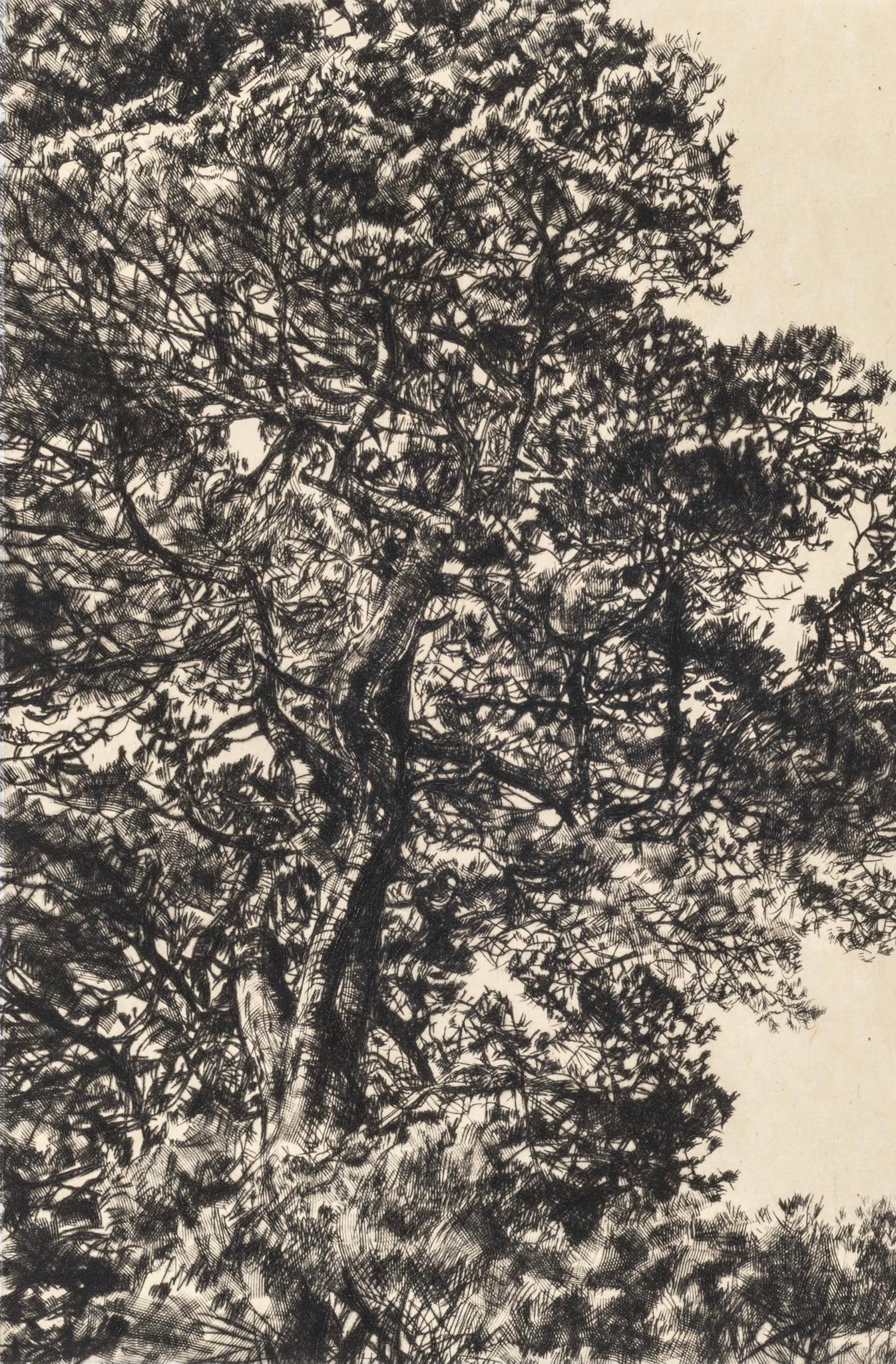 Pino otoñal, Impresión en edición limitada, Paisaje, Árbol, Arte de la naturaleza