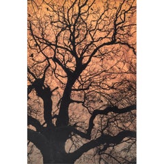 Ramas de oro, Impresión en edición limitada, Paisaje, Árbol, Arte de la naturaleza