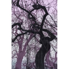 Branch Purple, Stampa in edizione limitata, Paesaggio, Albero, Nature art