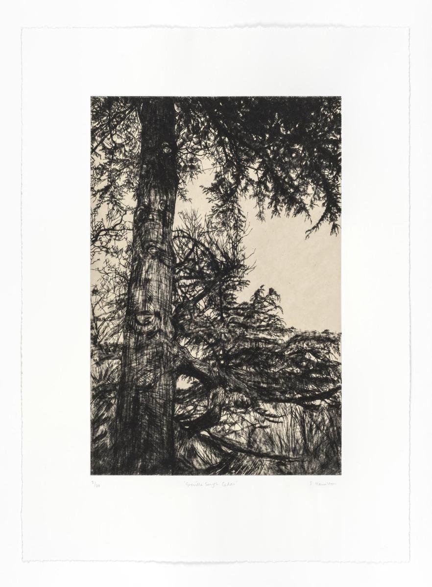Greville Smyth Cedar - Contemporary Print by Fiona Hamilton 