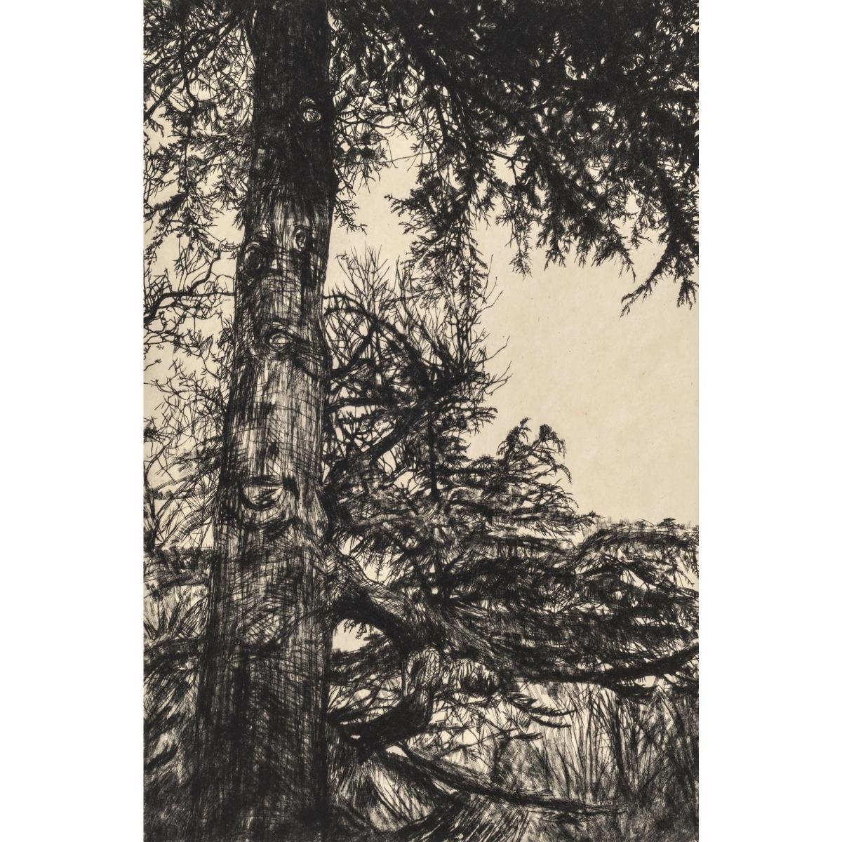 Greville Smyth Cedar - Print by Fiona Hamilton 