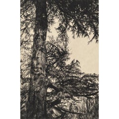 Greville Smyth Cedro