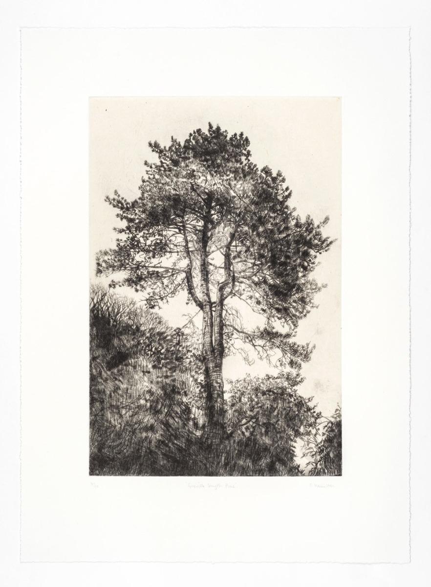 Greville Smyth Pine - Contemporary Print by Fiona Hamilton 