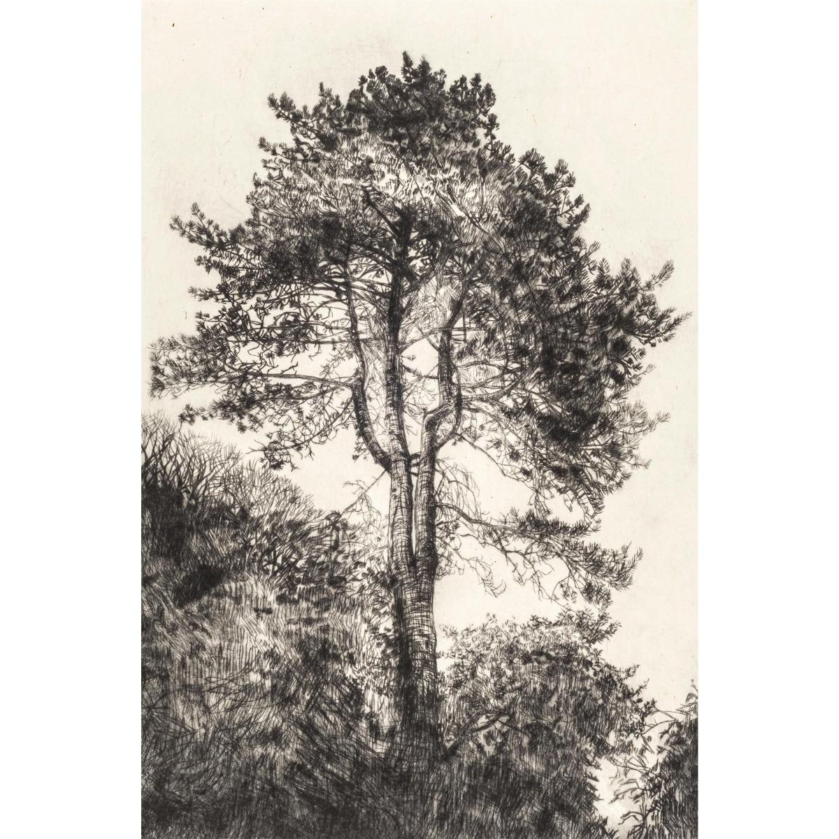 Greville Smyth Pine - Print by Fiona Hamilton 