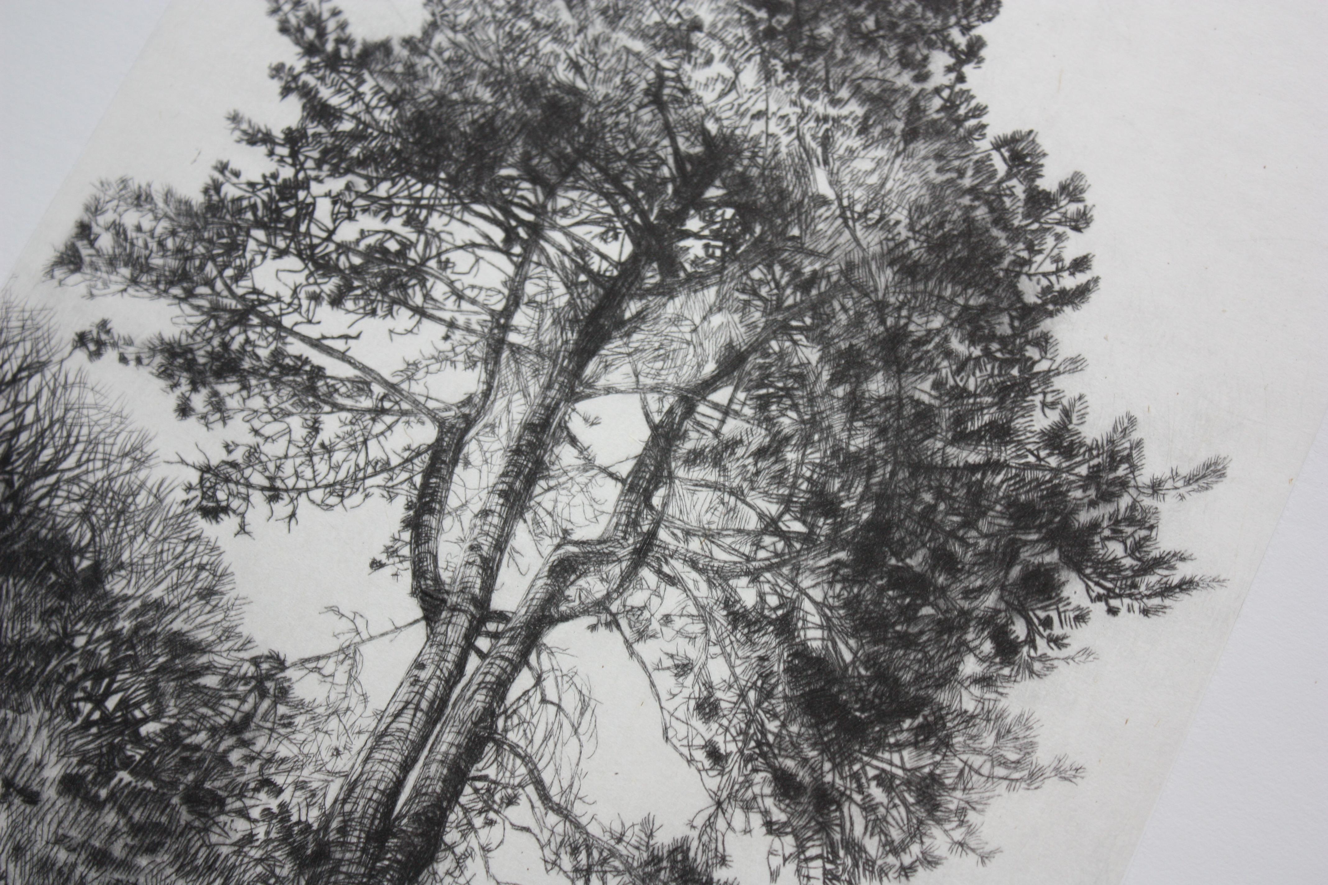 Greville Smyth Pine, Stampa a tiratura limitata, Paesaggio, Albero, Arte della natura - Print di Fiona Hamilton 