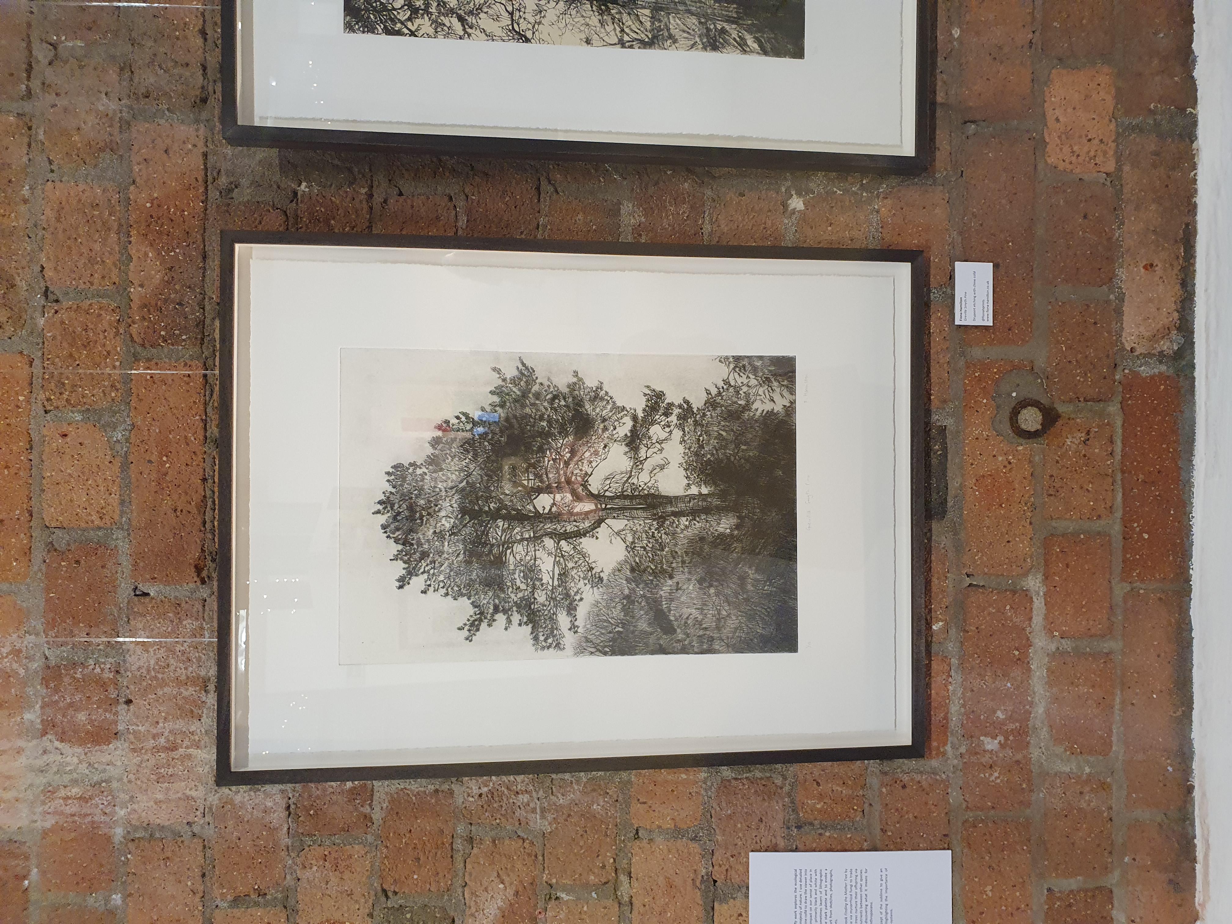 Greville Smyth Pine, Stampa a tiratura limitata, Paesaggio, Albero, Arte della natura - Print Contemporaneo di Fiona Hamilton 