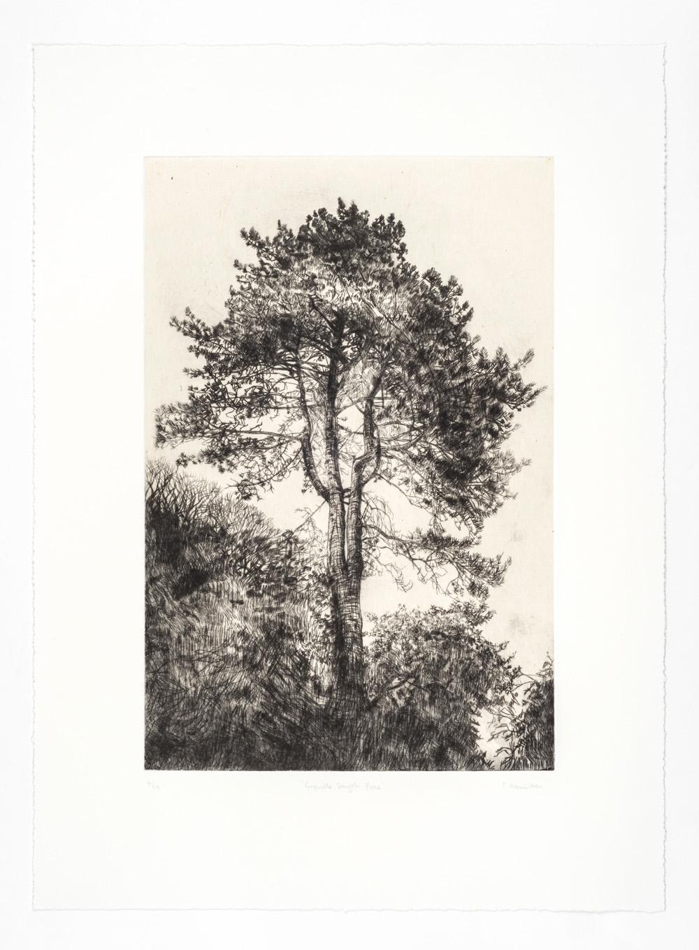 Greville Smyth Pine, Stampa a tiratura limitata, Paesaggio, Albero, Arte della natura - Print Grigio di Fiona Hamilton 