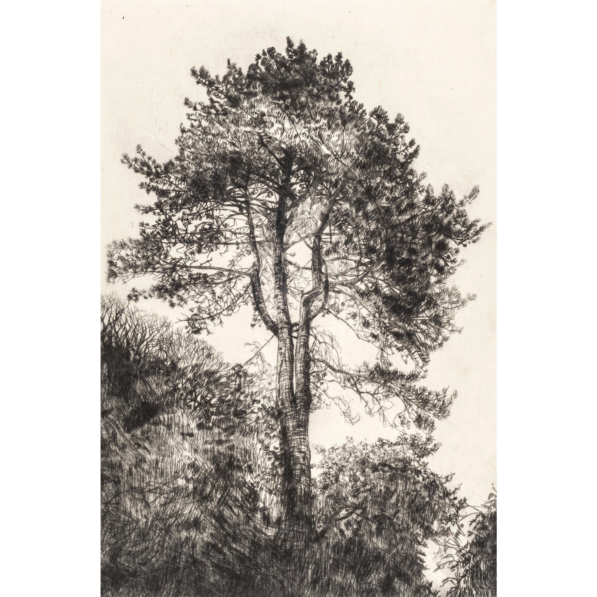 Greville Smyth Pine, Stampa a tiratura limitata, Paesaggio, Albero, Arte della natura in vendita 1