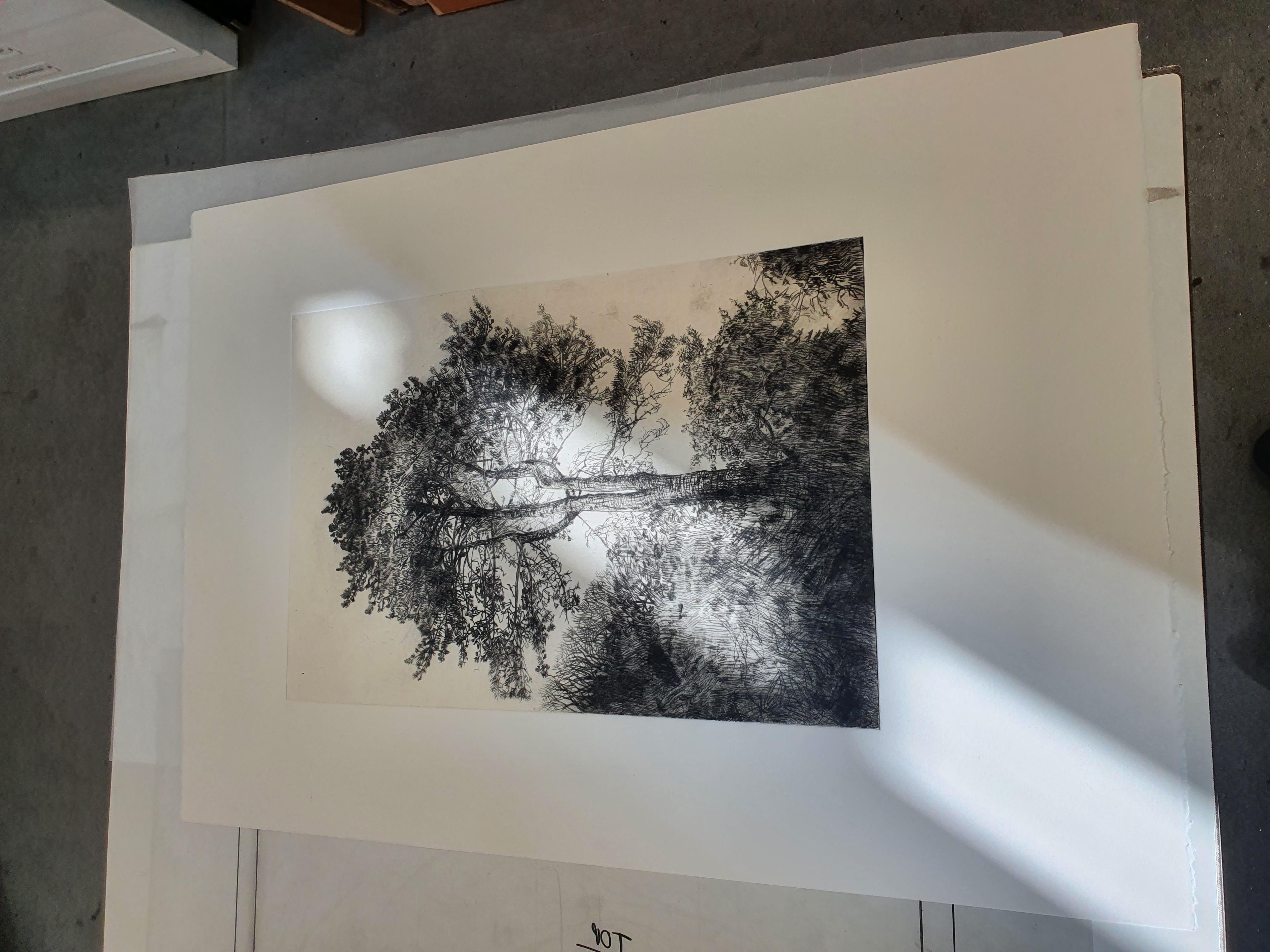 Greville Smyth Pine, Stampa a tiratura limitata, Paesaggio, Albero, Arte della natura in vendita 2