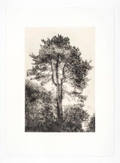 Greville Smyth Pine, Stampa a tiratura limitata, Paesaggio, Albero, Arte della natura