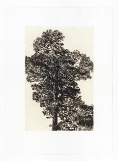 Scots Pine