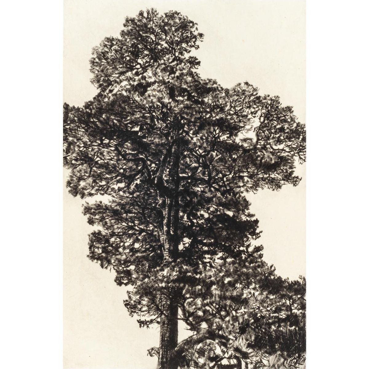 Fiona Hamilton  Landscape Print - Scots Pine