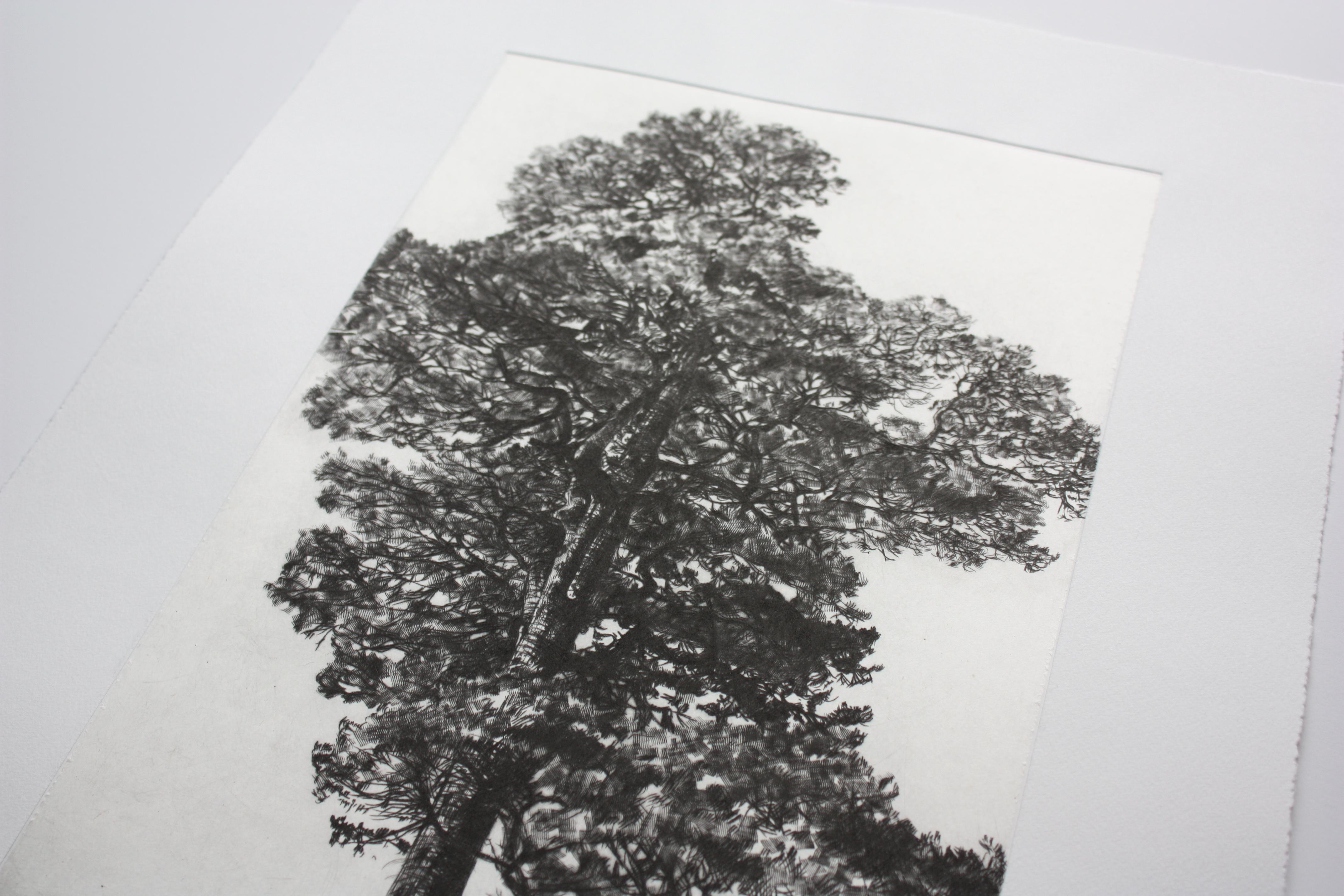 Pino silvestre, Impresión en edición limitada, Paisaje, Árbol, Arte de la naturaleza - Print de Fiona Hamilton 