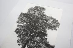 Scots Pine, Limited edition print, Landscape, Tree, Nature art