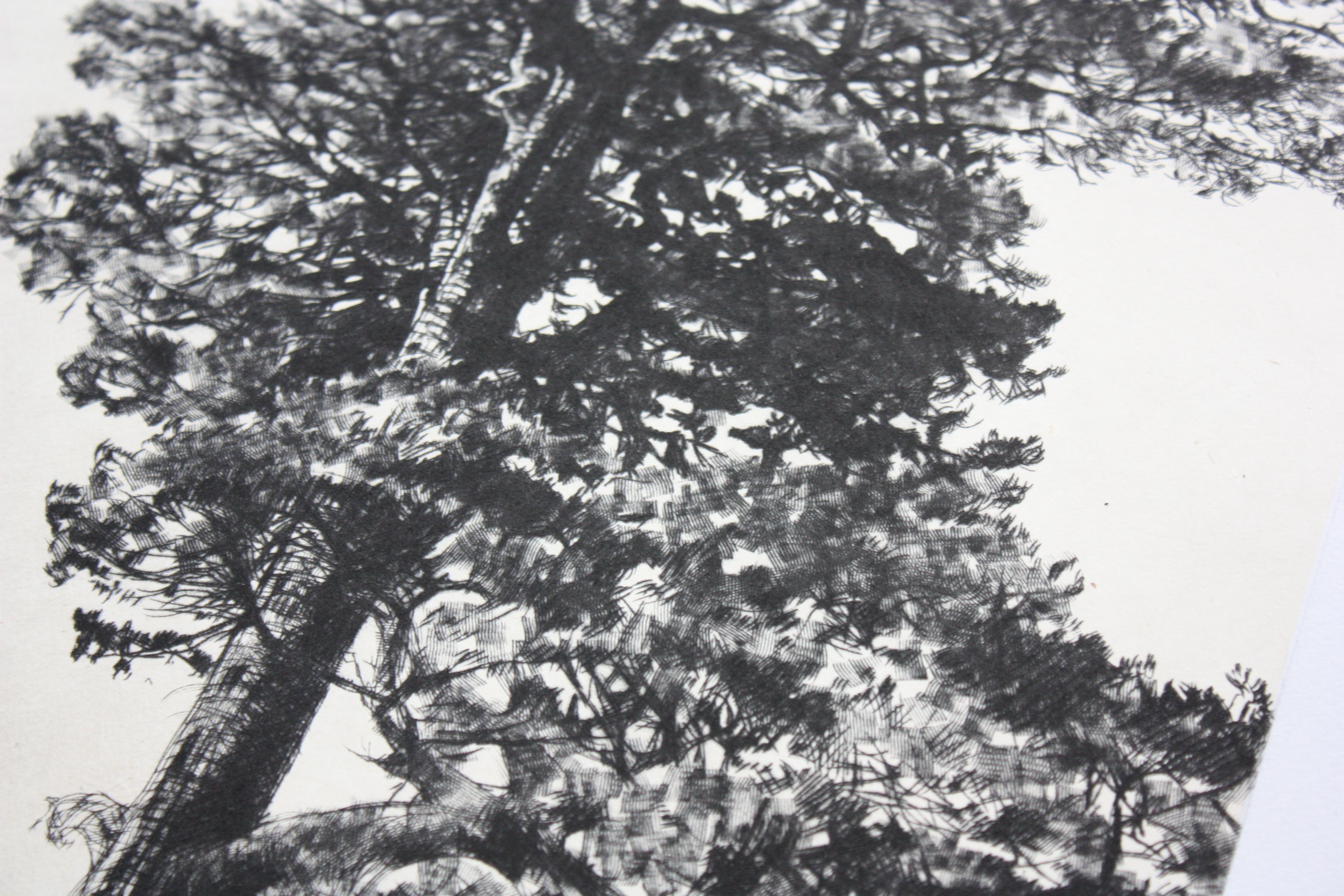 Pino silvestre, Impresión en edición limitada, Paisaje, Árbol, Arte de la naturaleza - Print Contemporáneo de Fiona Hamilton 