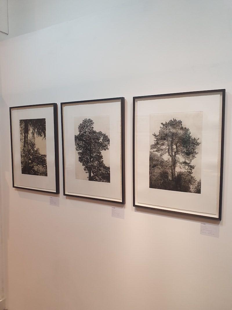 Pino silvestre, Impresión en edición limitada, Paisaje, Árbol, Arte de la naturaleza - Landscape Print Gris de Fiona Hamilton 