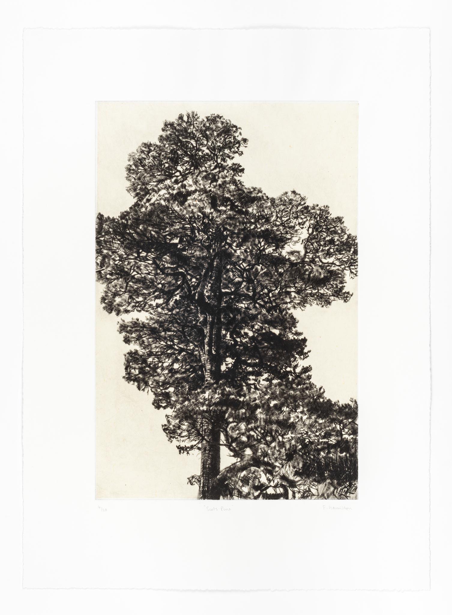 Pino silvestre, Stampa in edizione limitata, Paesaggio, Albero, Arte della natura
