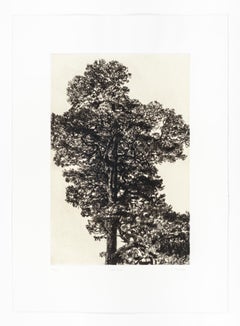 Pino silvestre, Stampa in edizione limitata, Paesaggio, Albero, Arte della natura