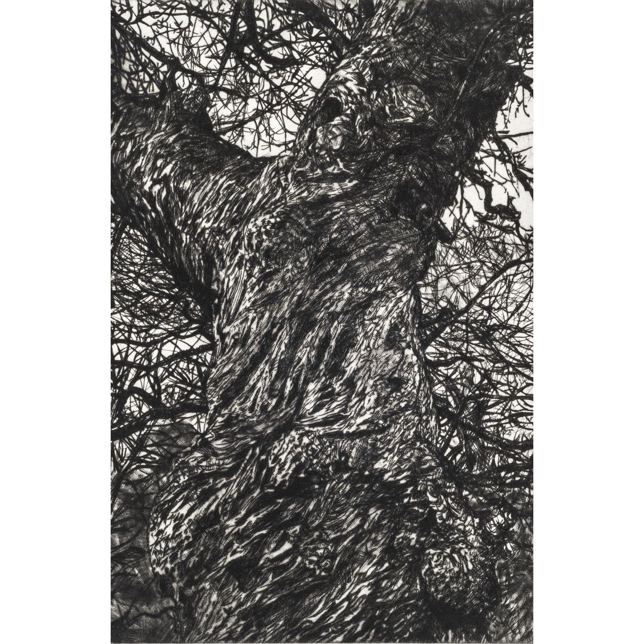 Castagno d'inverno, Stampa in edizione limitata, Paesaggio, Albero, Arte della natura