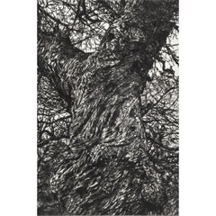 Castagno d'inverno, Stampa in edizione limitata, Paesaggio, Albero, Arte della natura