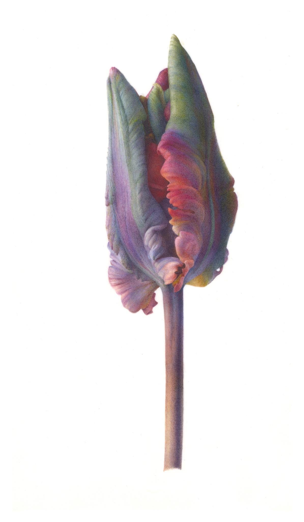 BUD PORTRAIT (TULIPA ‘BLUMEX PARROT’) - Painting by Fiona Strickland