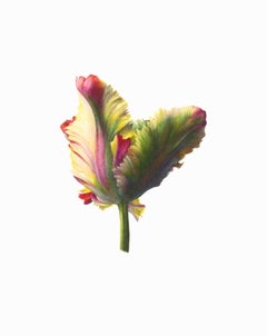 FIONA STRICKLAND TULIPA ''FLAMING PARROT''