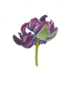 TULIPA ‘BLACK HERO’