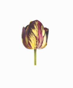 TULIPA ‘LORD STANLEY’ (ENGLISH FLORISTS' TULIP)