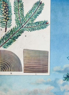 Fir Tree - Rare Vintage Botanical Wallchart