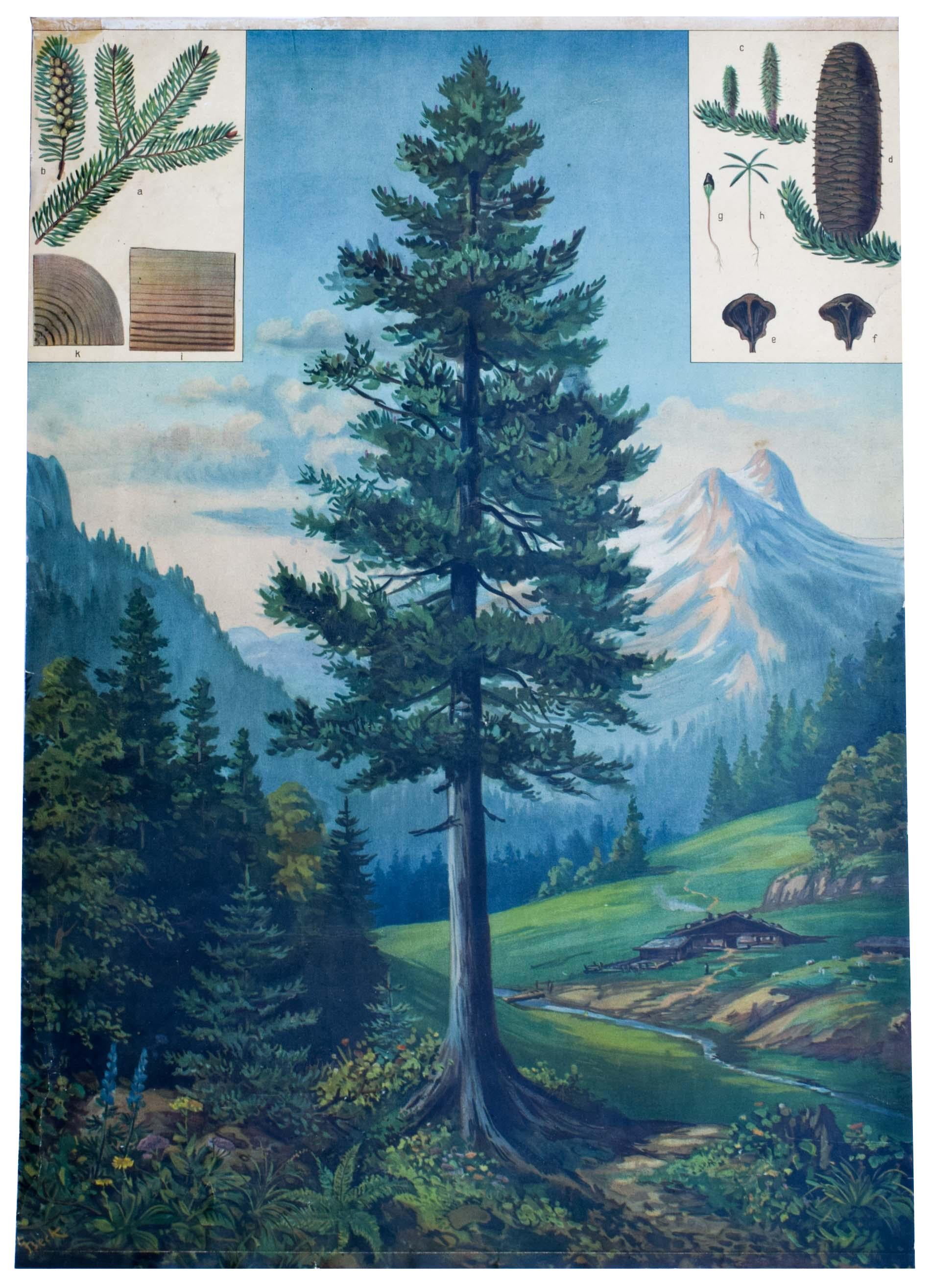 Early 20th Century Fir Tree - Rare Vintage Botanical Wallchart  For Sale