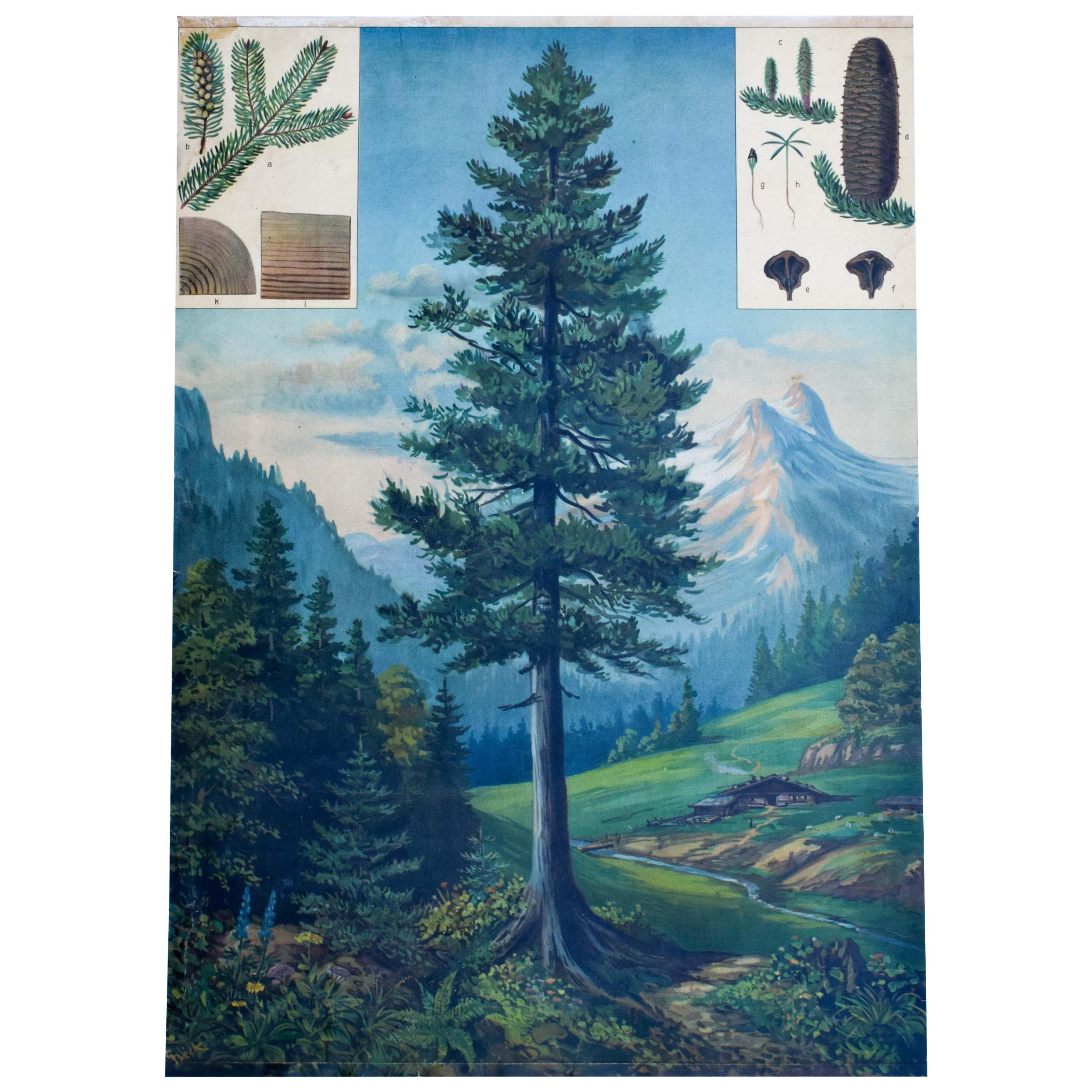 Fir Tree - Rare Vintage Botanical Wallchart  For Sale