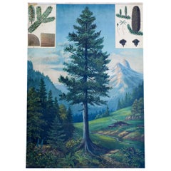 Fir Tree - Rare Vintage Botanical Wallchart 