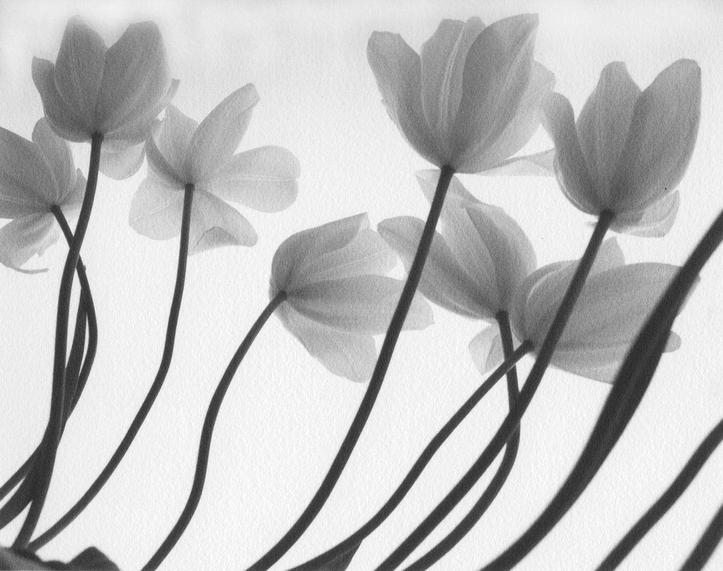 Firooz Zahedi Black and White Photograph - White Tulips