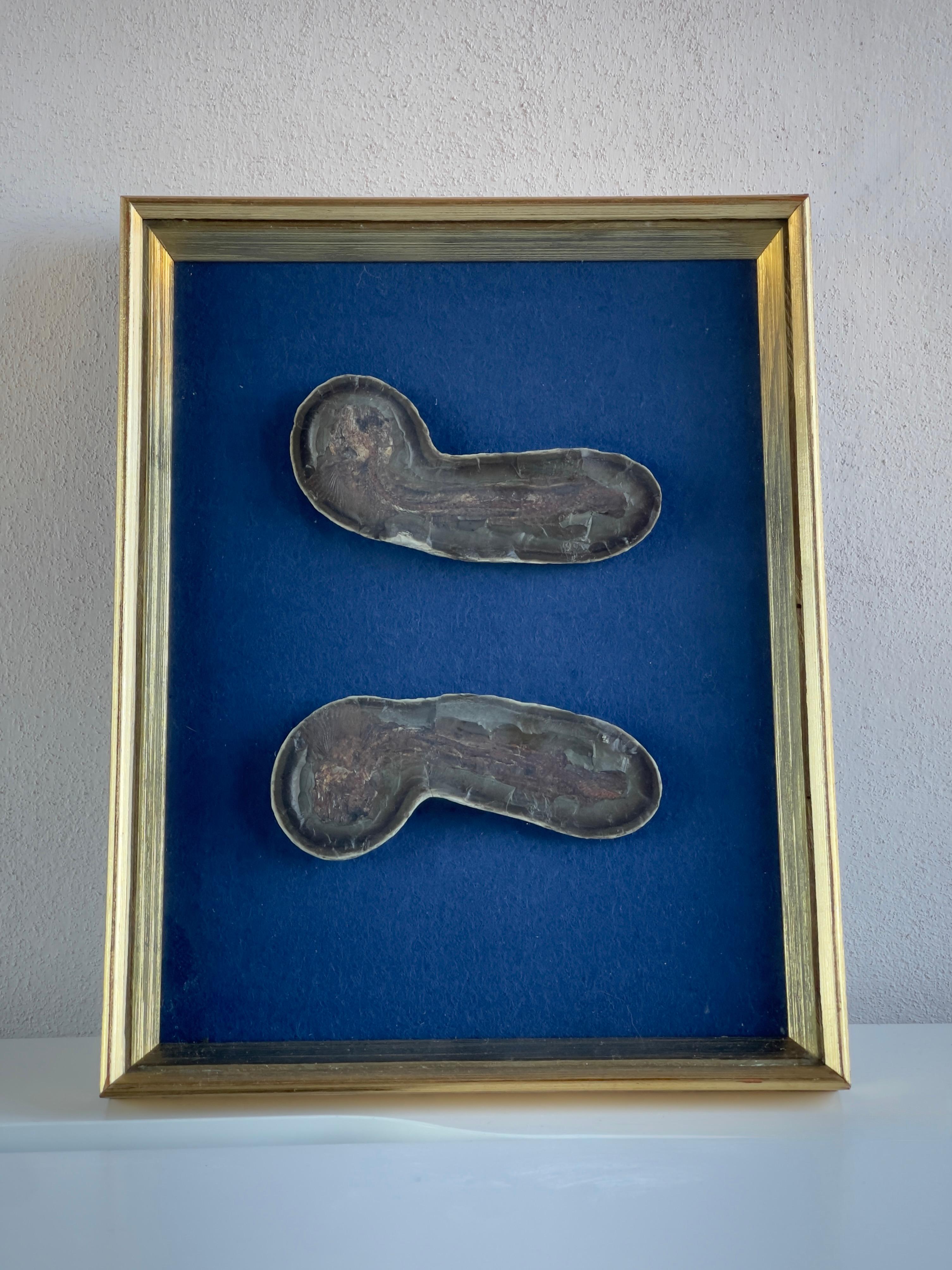Greenlandic Fish fossil in golden frame from Disco Island, Godthåb fjord in Greenland 50mill For Sale