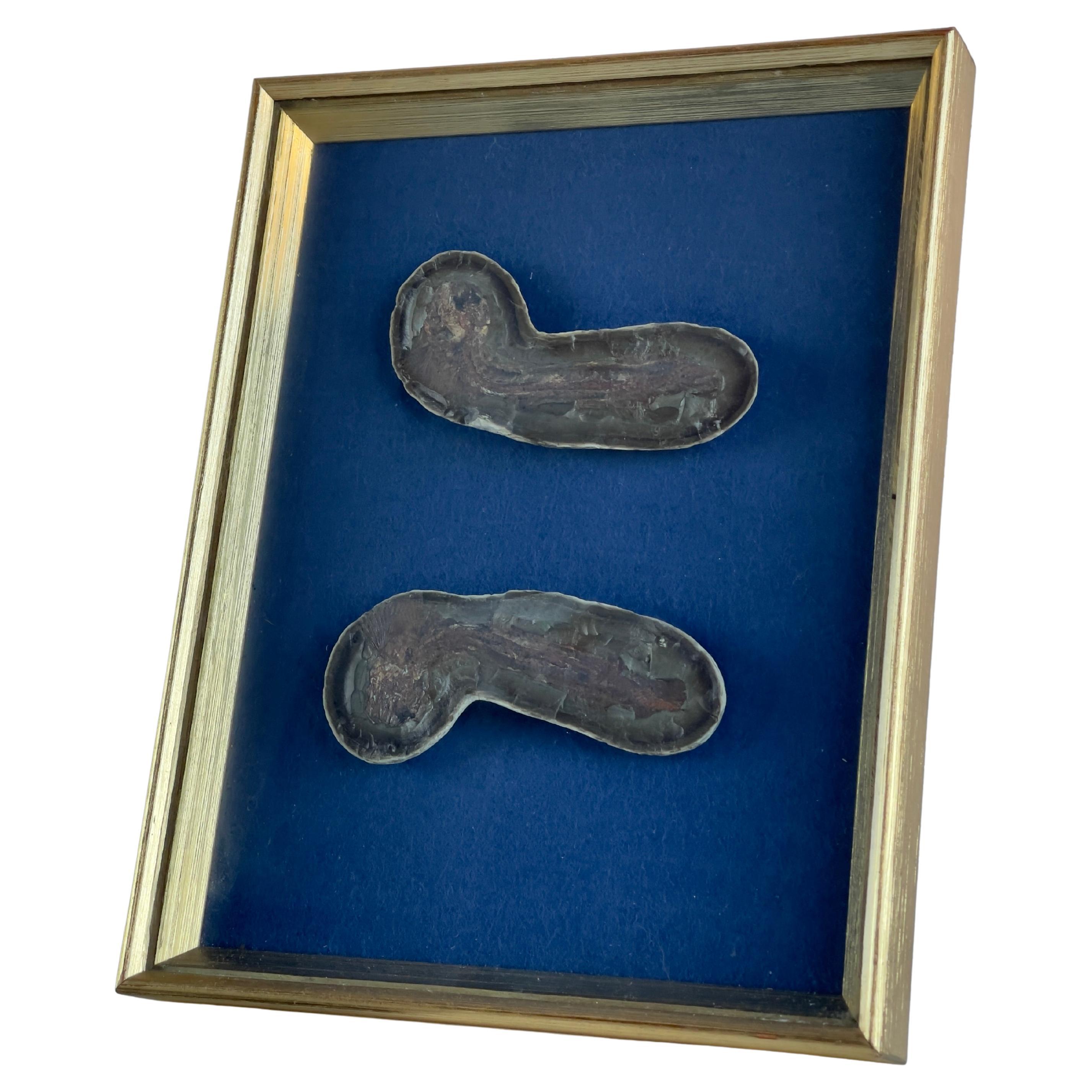 Fish fossil in golden frame from Disco Island, Godthåb fjord in Greenland 50mill For Sale