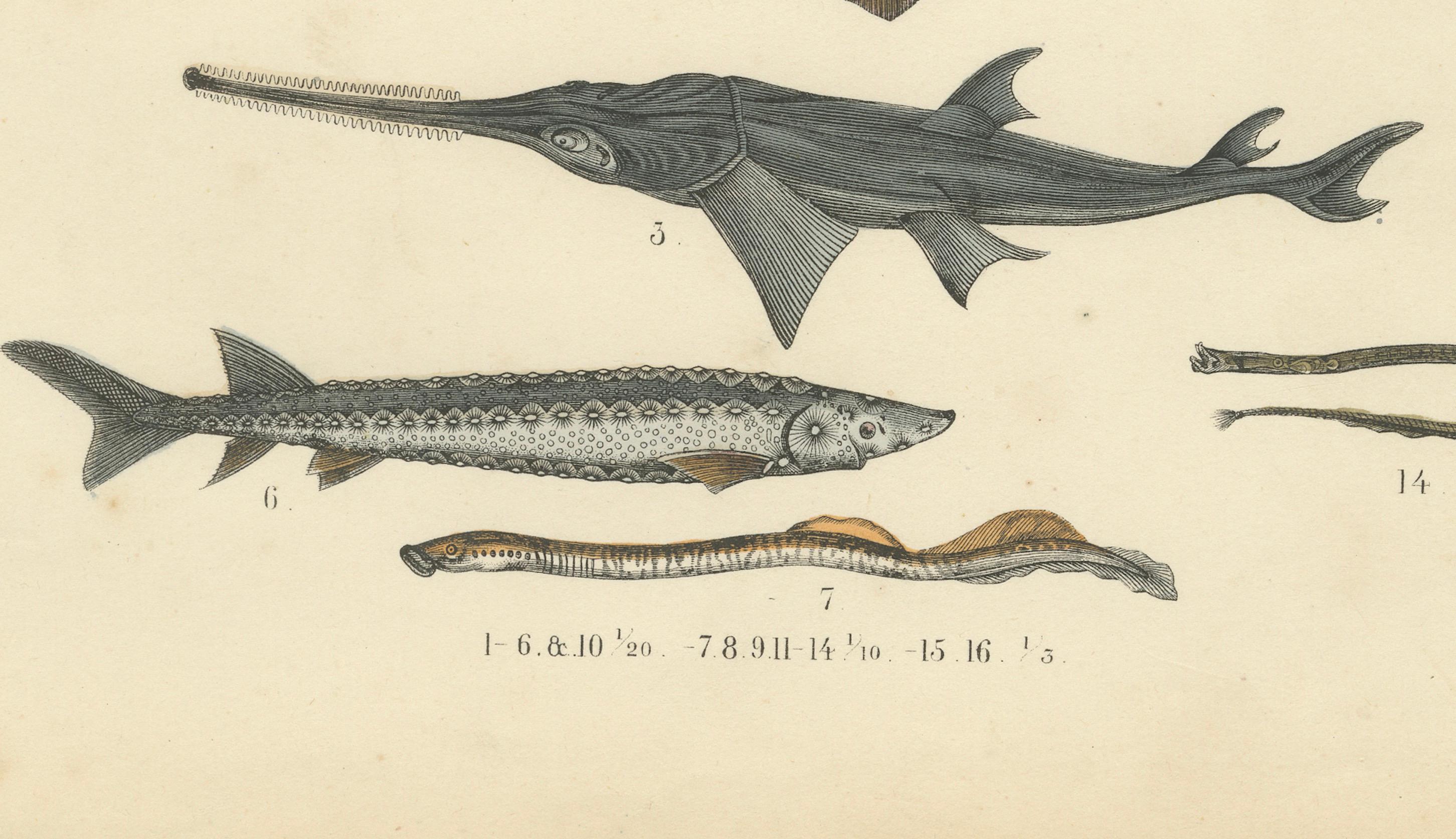 Gravure sur les poissons et la vie marine : Requin, hippocampe, poisson lune, raie - Antique 1867

Cette remarquable gravure ancienne représente une grande variété de vie marine, notamment des requins, des raies, des poissons lune, des hippocampes