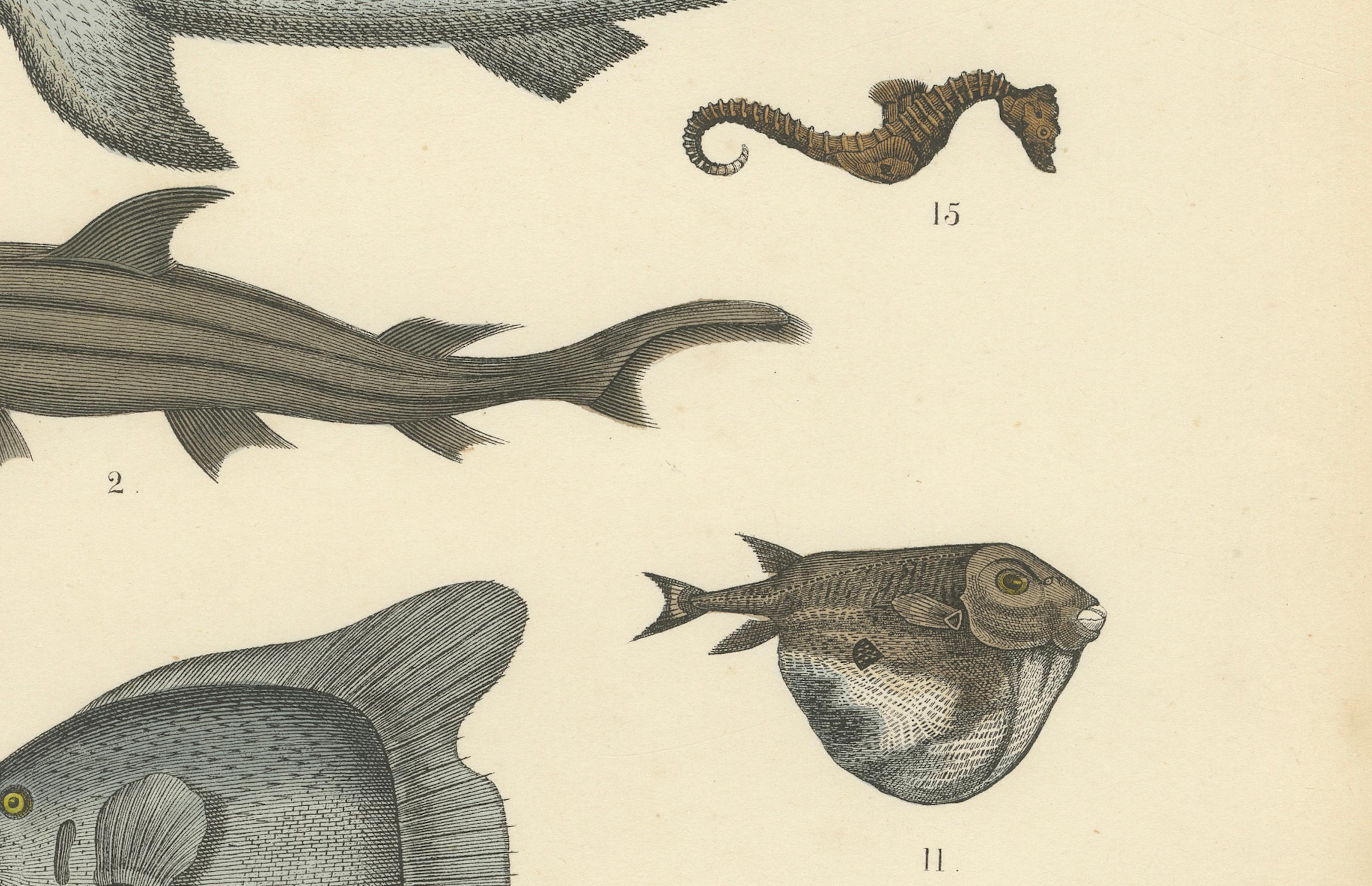 Gravure sur les poissons et la vie marine : Requin, hippocampe, poisson lune, raie - Antique 1867 Bon état - En vente à Langweer, NL