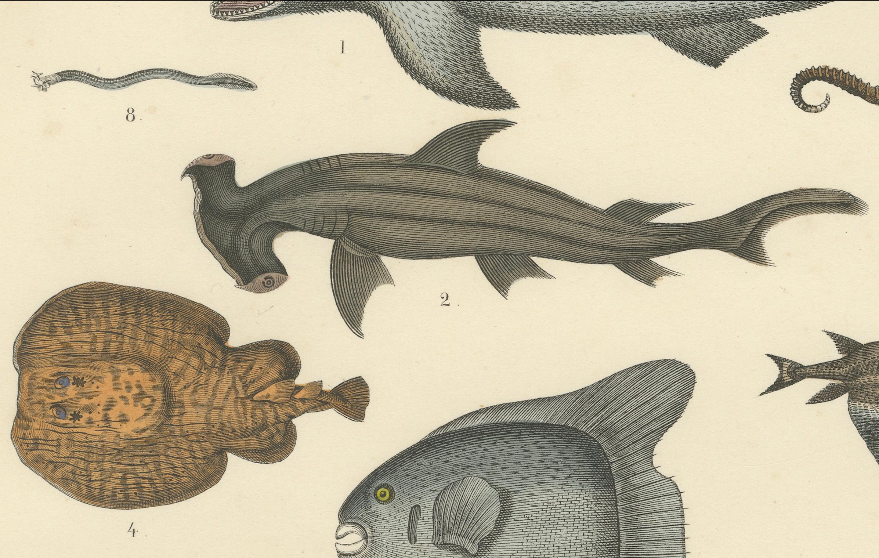 Milieu du XIXe siècle Gravure sur les poissons et la vie marine : Requin, hippocampe, poisson lune, raie - Antique 1867 en vente