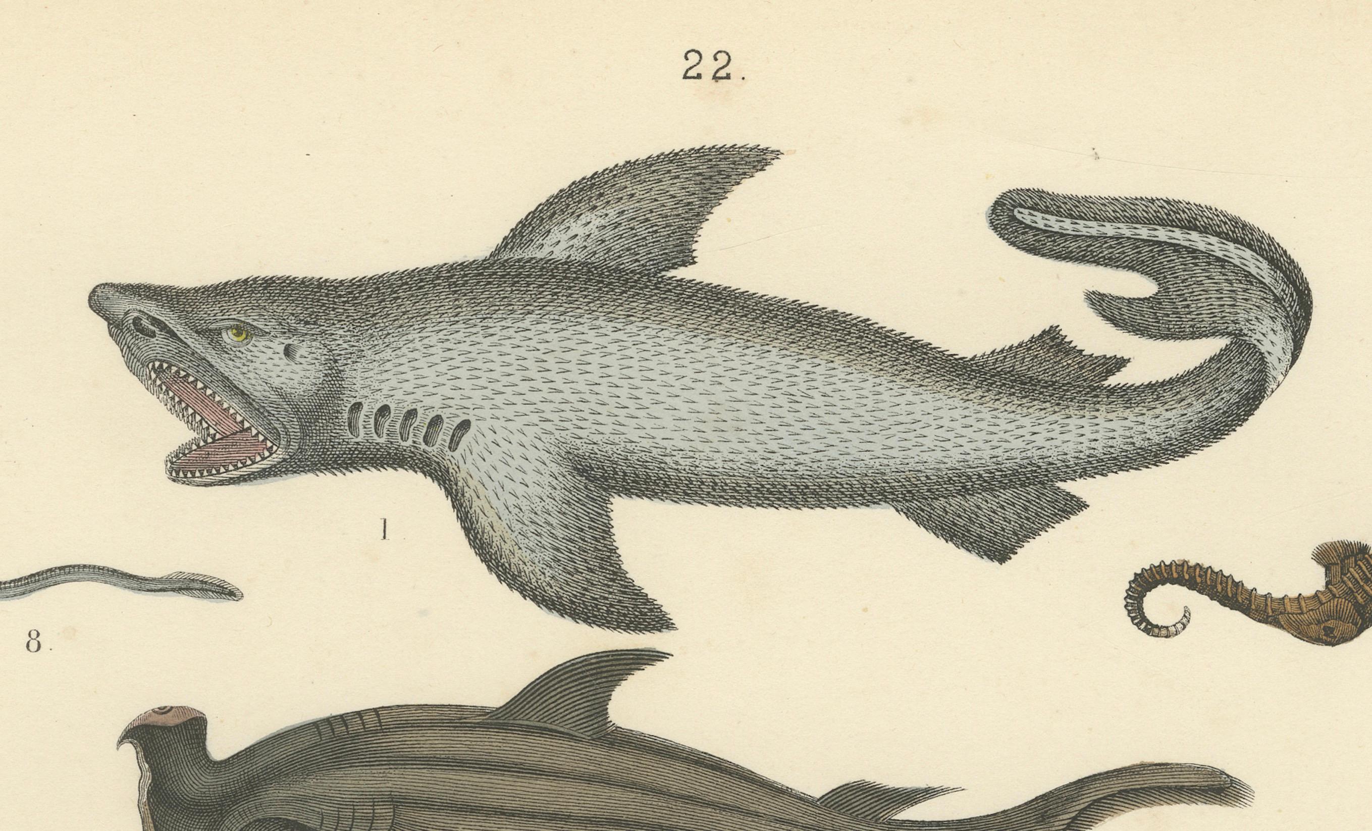 Papier Gravure sur les poissons et la vie marine : Requin, hippocampe, poisson lune, raie - Antique 1867 en vente