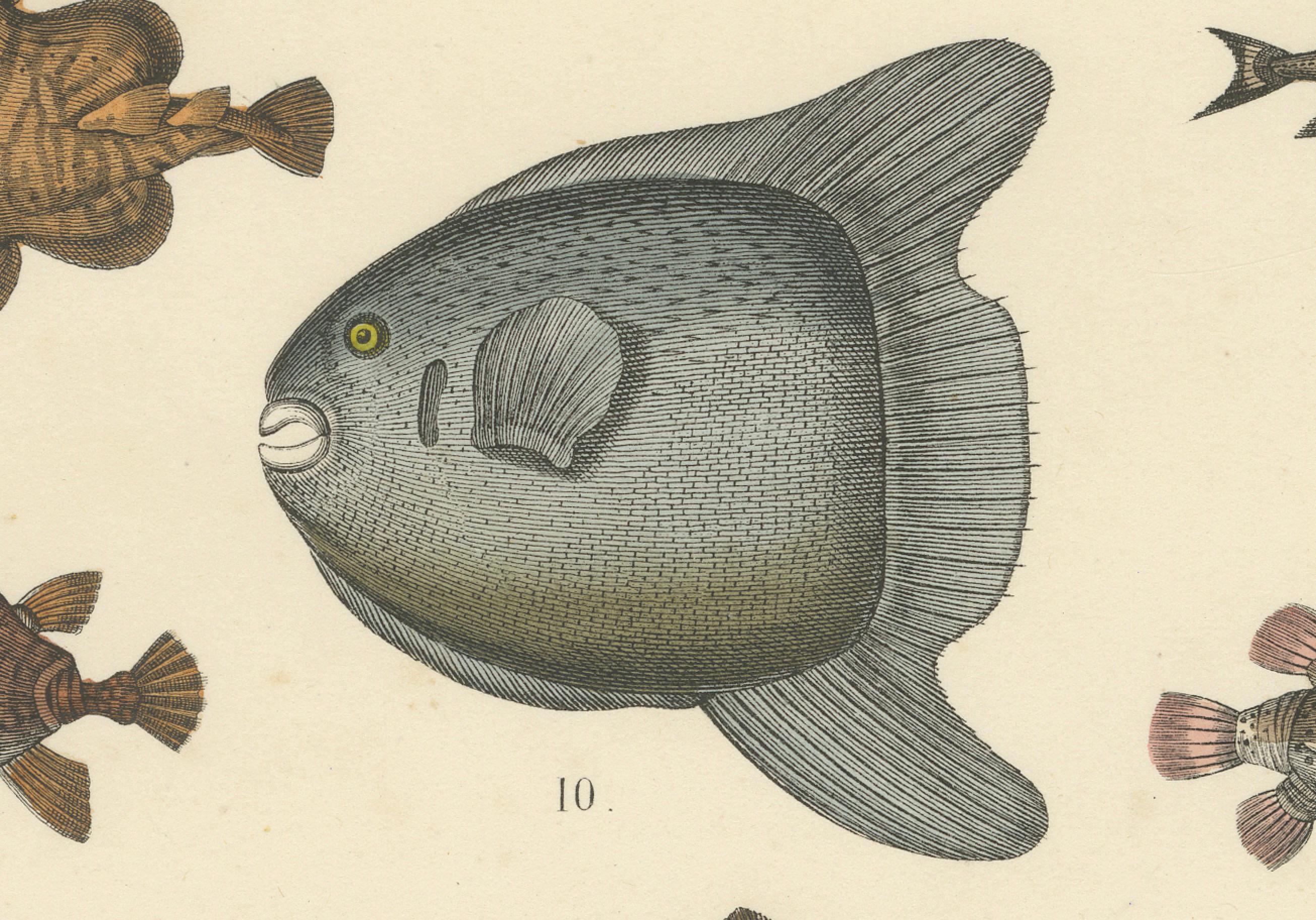 Gravure sur les poissons et la vie marine : Requin, hippocampe, poisson lune, raie - Antique 1867 en vente 1