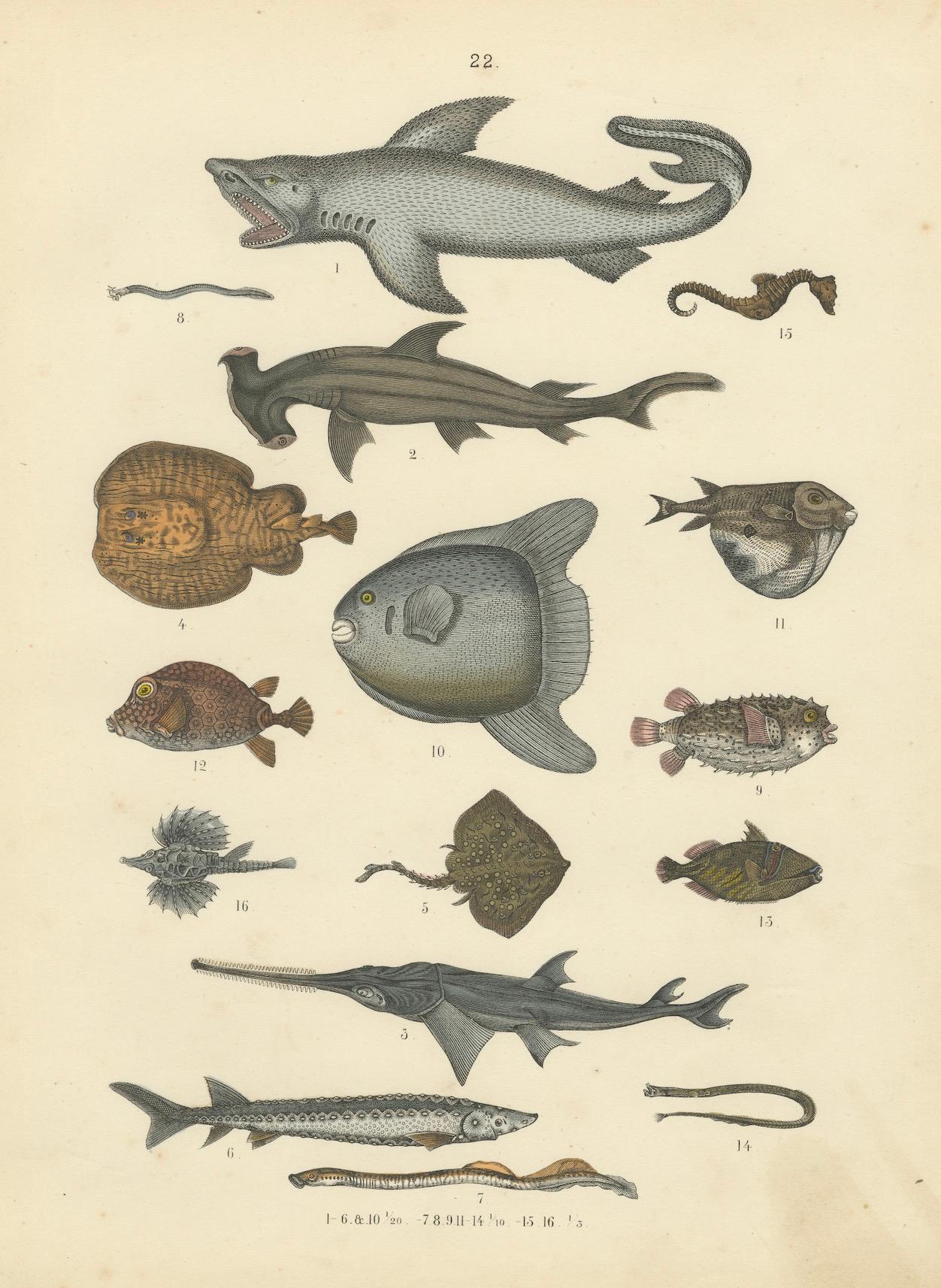 Gravure sur les poissons et la vie marine : Requin, hippocampe, poisson lune, raie - Antique 1867 en vente 2