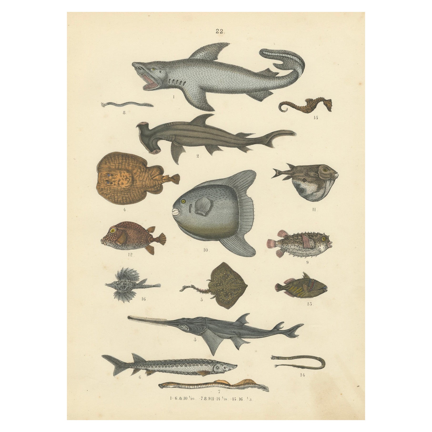 Stampa di pesci e animali marini: Squalo, cavalluccio marino, pesce luna, razza - Antico 1867