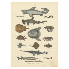 Fishes & Sea Life Print: Shark, Seahorse, Sunfish, Stingray – Antique 1867