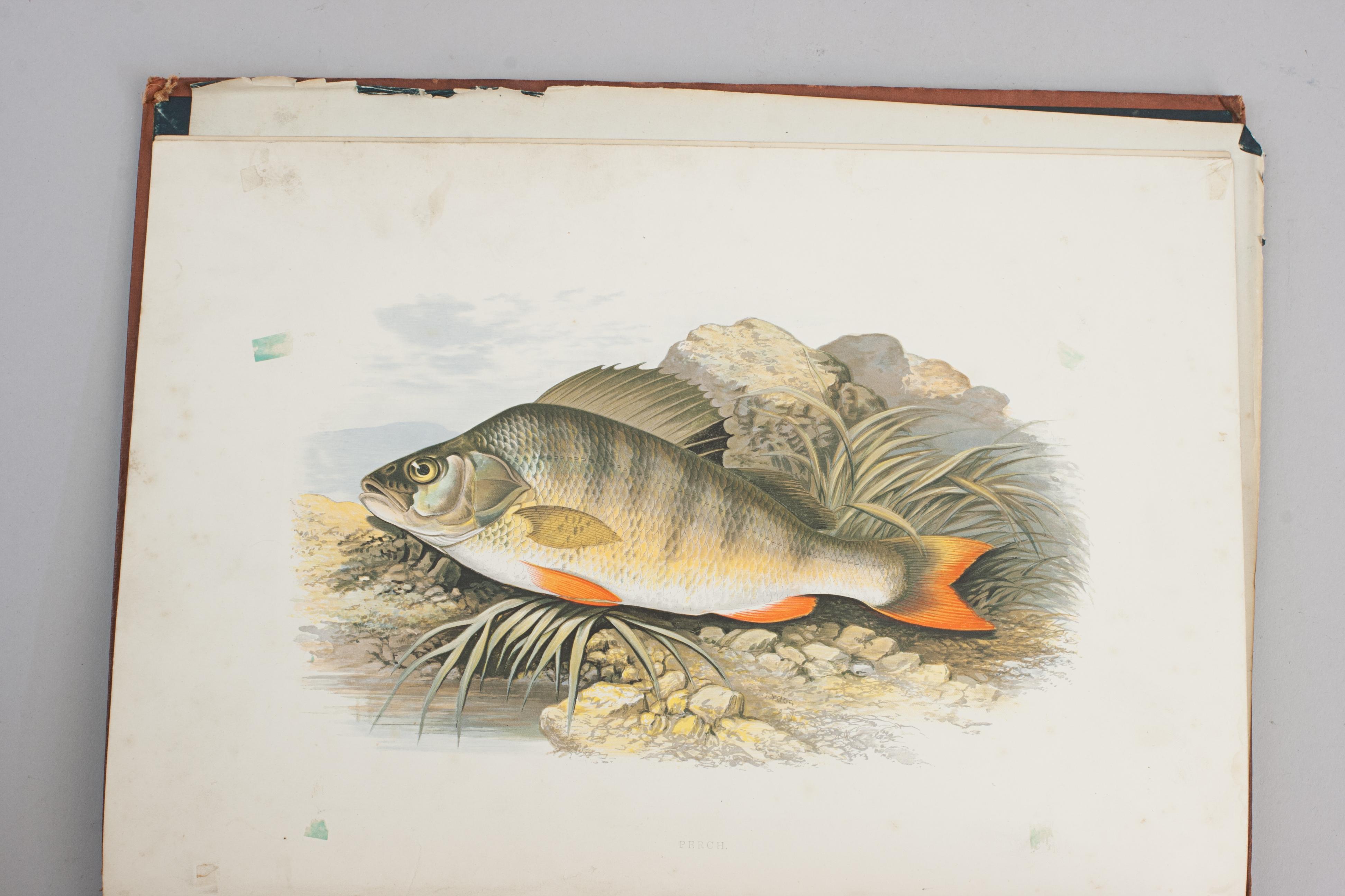 Fishing Book, British Fresh Water Fishes For Sale 6