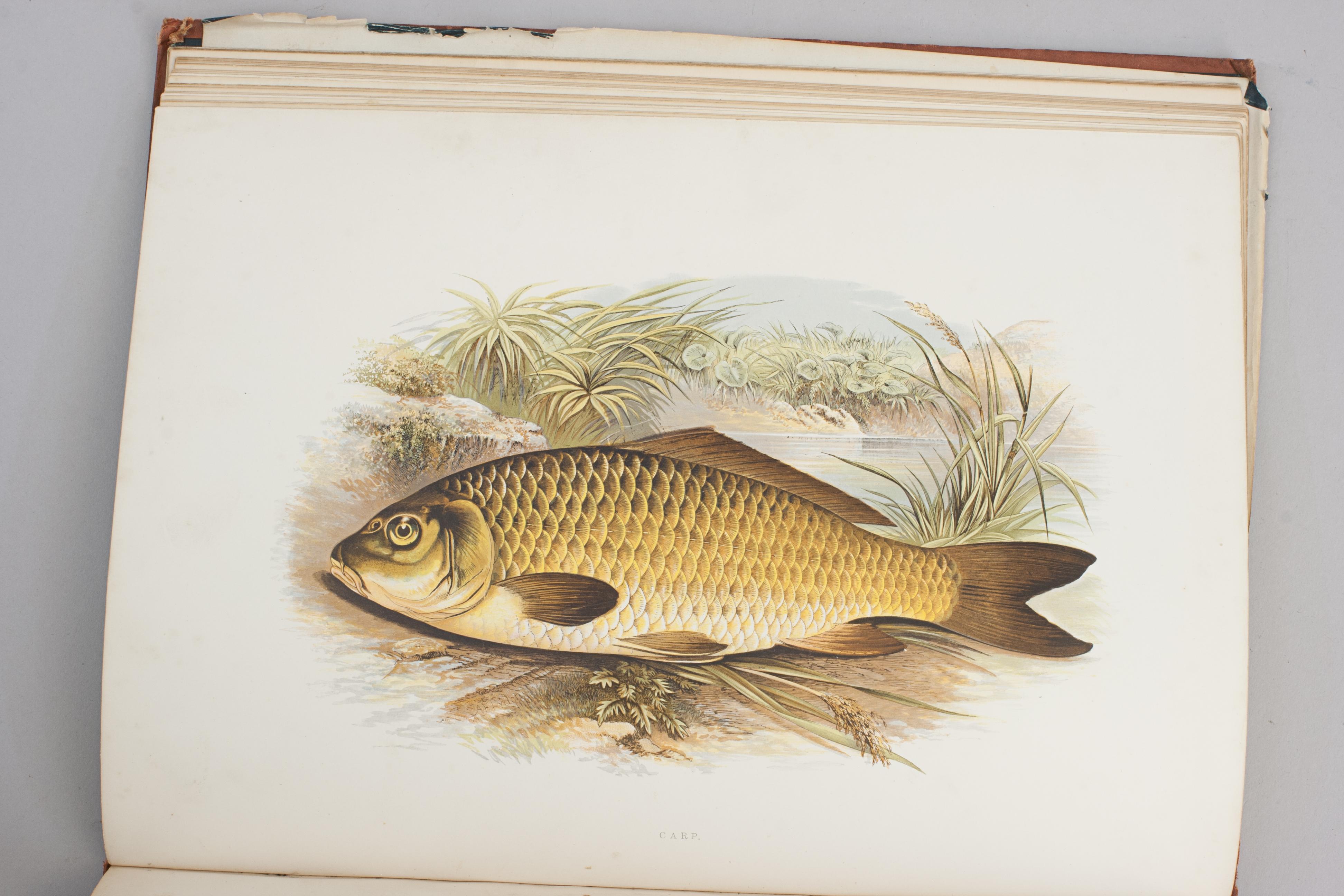 Fishing Book, British Fresh Water Fishes For Sale 8